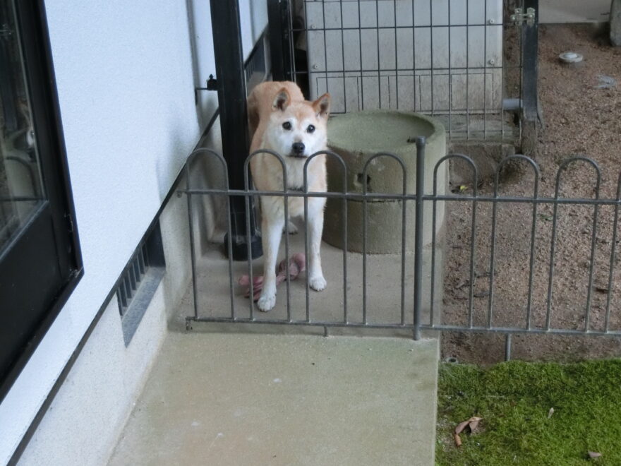 柿はおいしいワン！