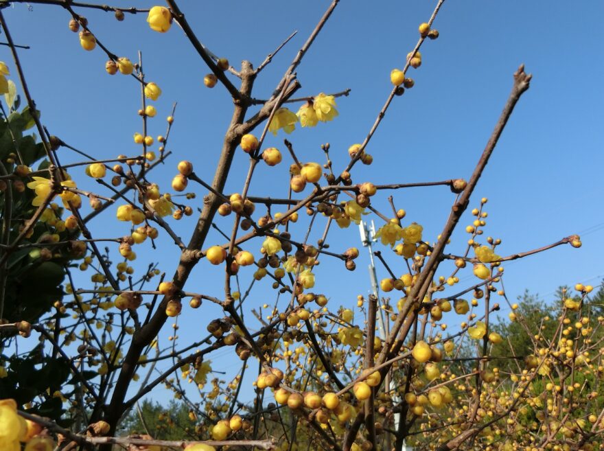 梨の木の棚づけと剪定