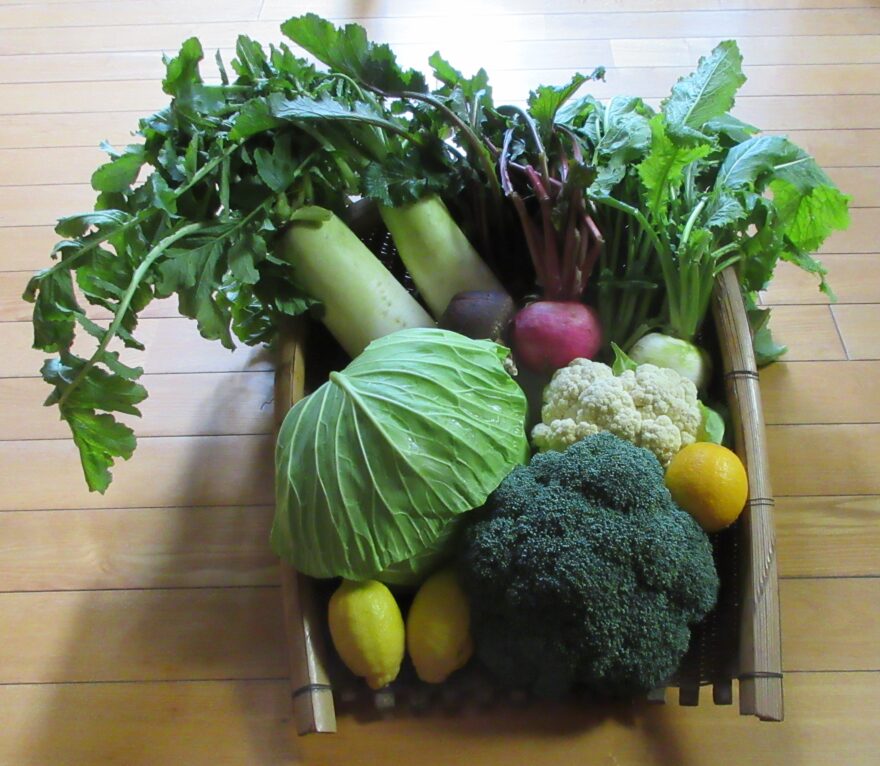 赤かぶ、白かぶ