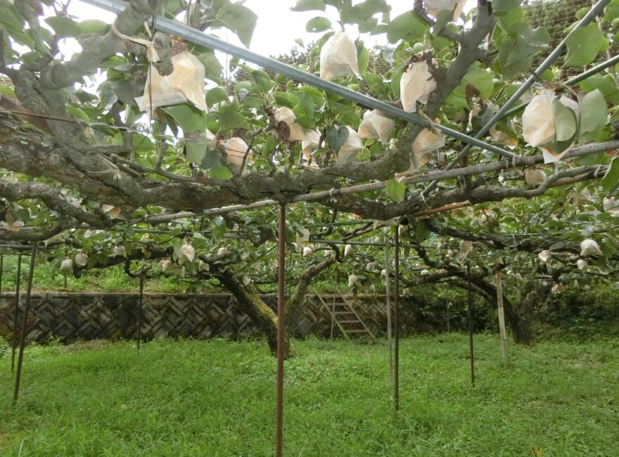 冬期の梨づくり