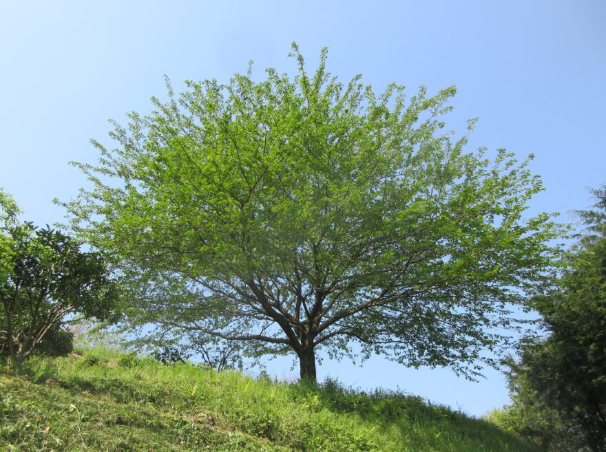 言葉は、なぜ“言の葉っぱ”と書くの？