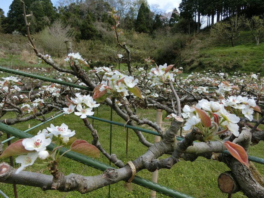 梨づくり