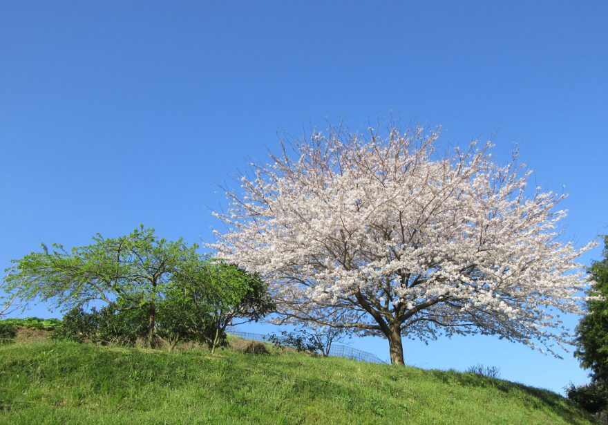 とっとり花回廊