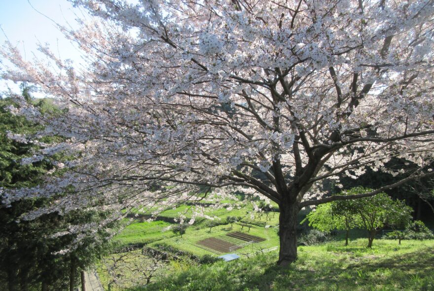 梨楽園は宝の山だよ！
