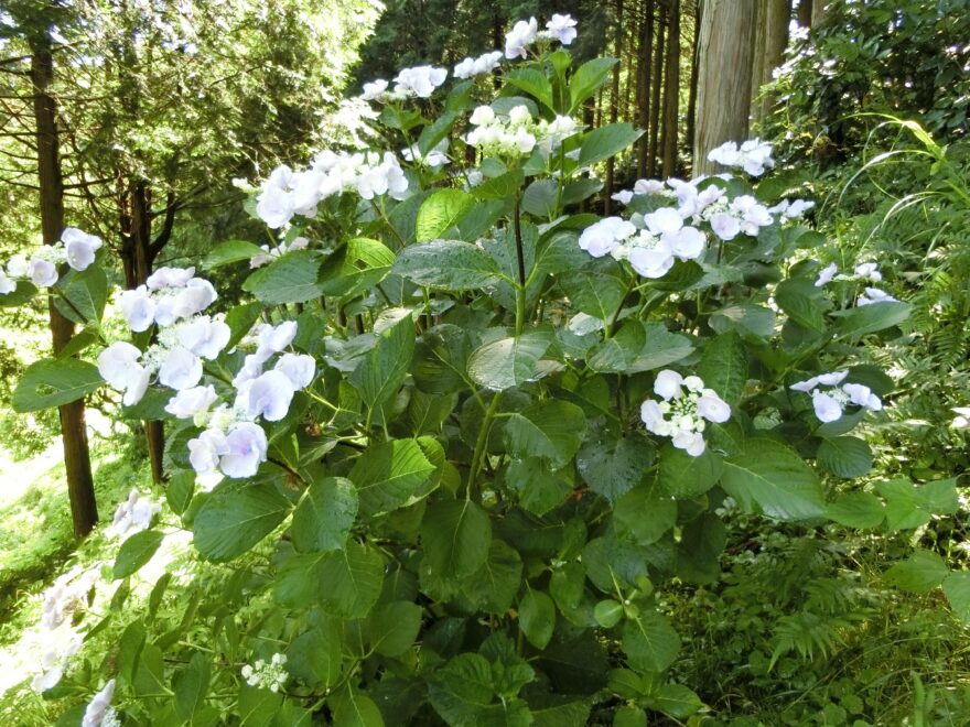 梅雨と紫陽花（アジサイ）